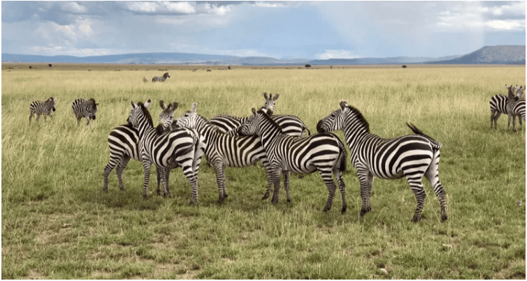 safari banner